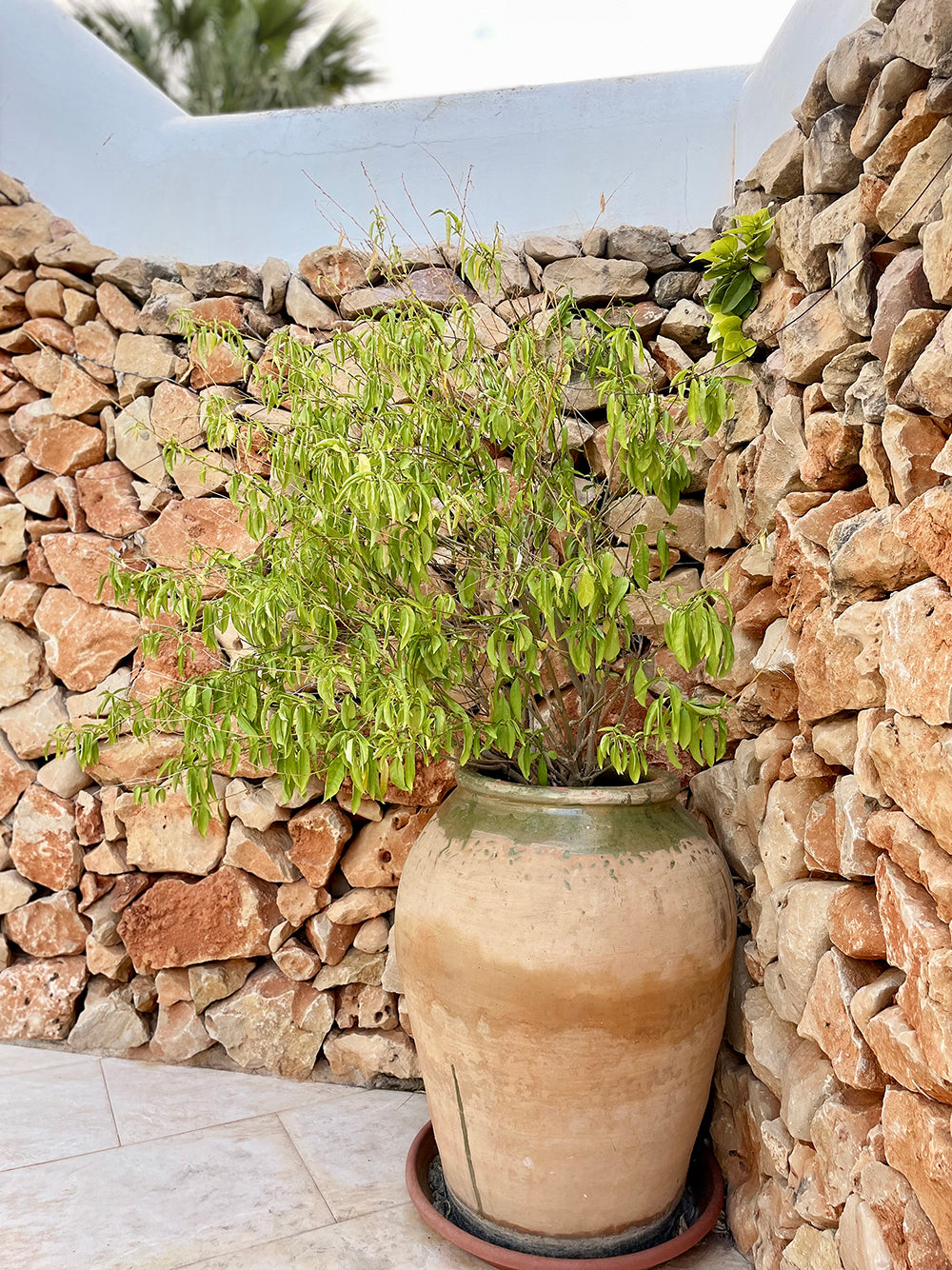 Mediterranean Olive Pot planted with olive tree - guide to planting