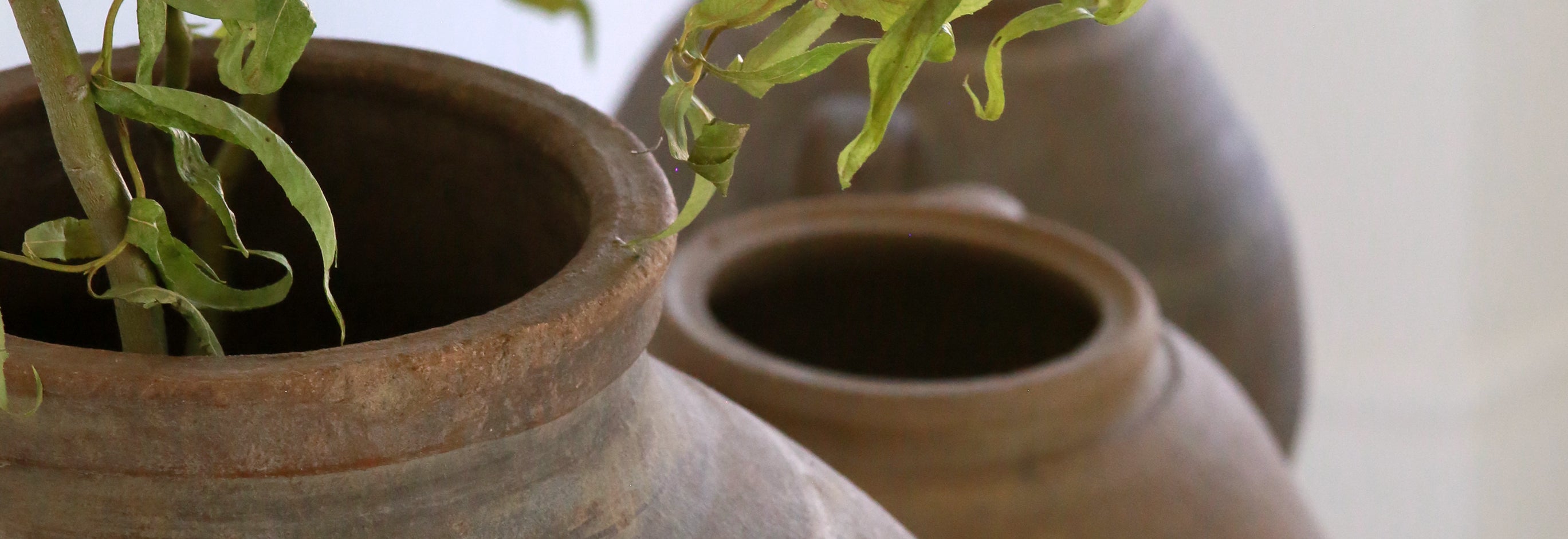 Indoor terracotta pots as planter for indoor willow tree 