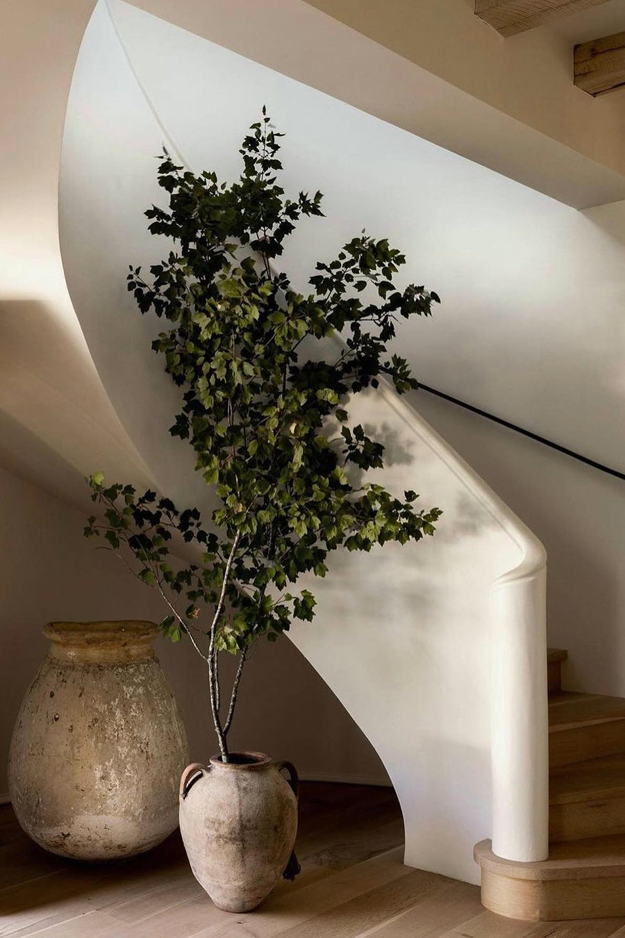 Interior antique pot with potted with large indoor tree